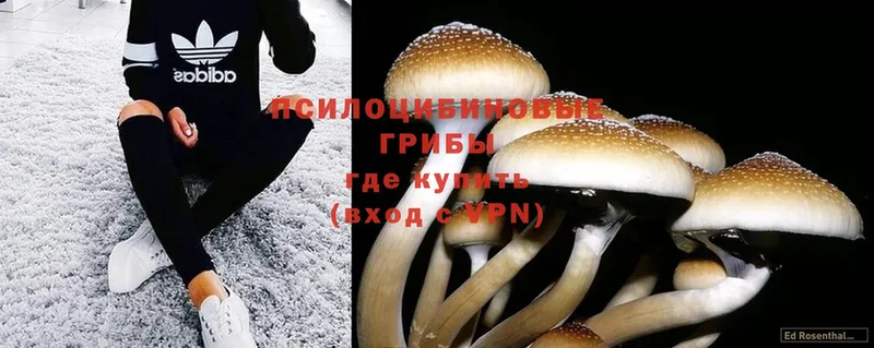 Галлюциногенные грибы Psilocybine cubensis  Егорьевск 